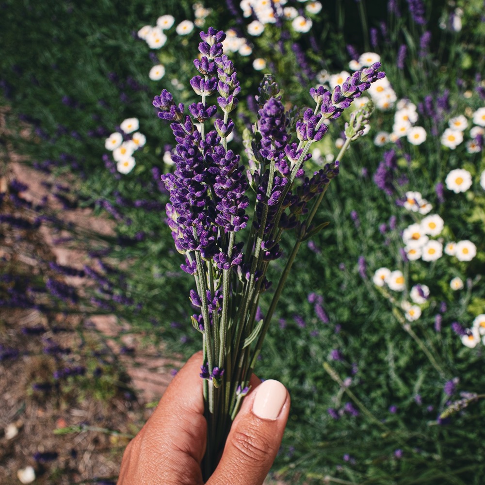 C01DE792 81A2 432B 9423 618216740CAF