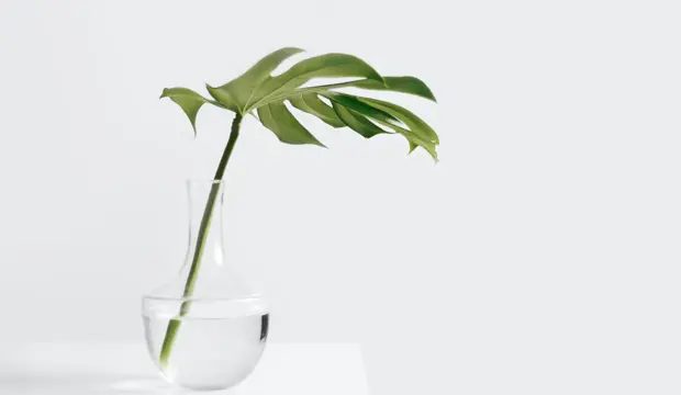 Feng Shui